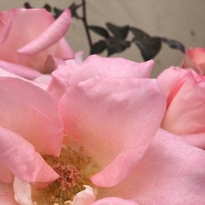 Meet your Posher, Greta